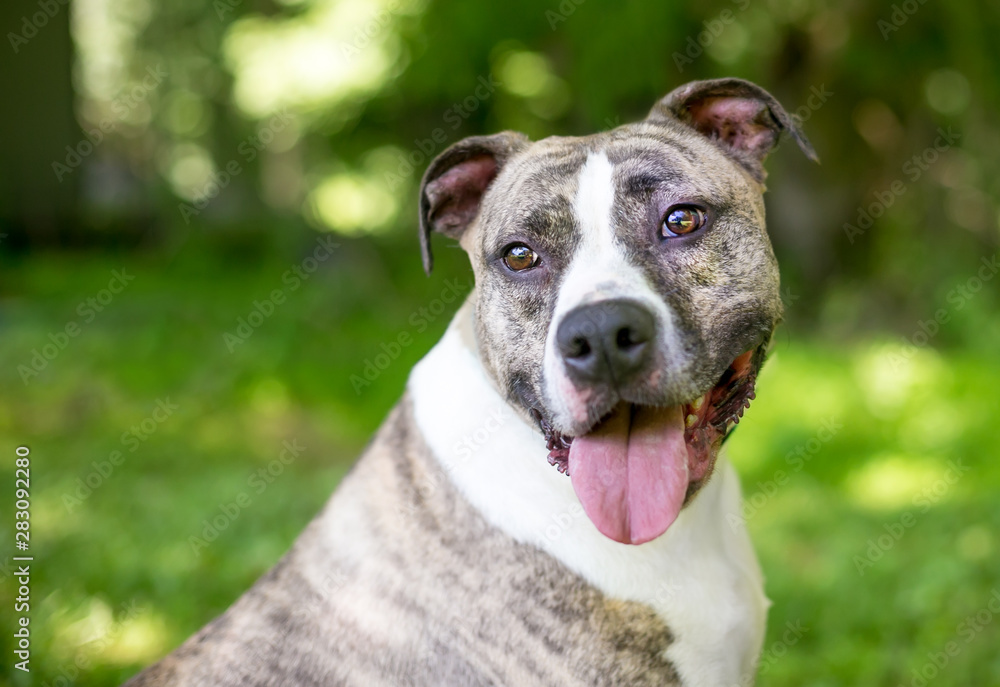 A brindle and white Pit Bull Terrier mixed breed dog sitting outdoors with a happy expression