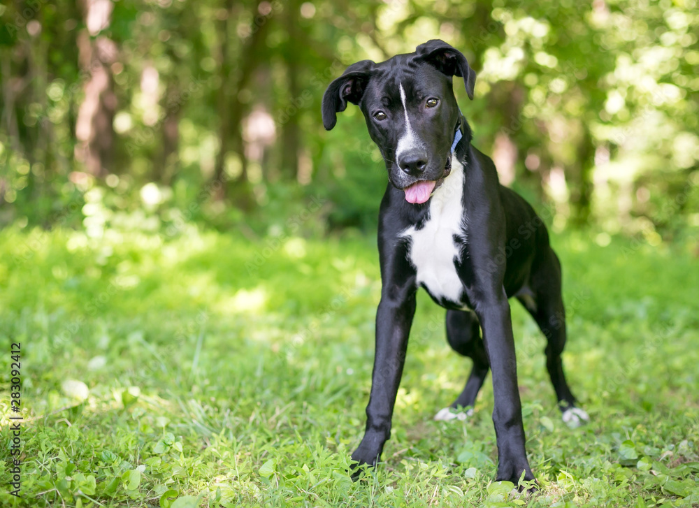 A black and white mixed breed puppy with floppy ears, listening with a head tilt