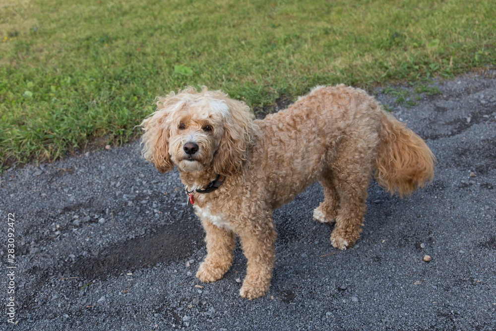  Adorable unleashed golden doodle standing on a path in the Cap-Rouge area of Quebec City during an early summer morning looking up