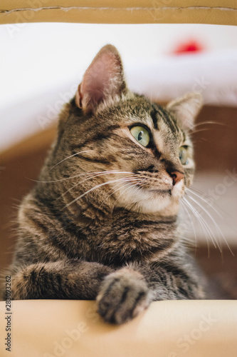 cat with green eyes