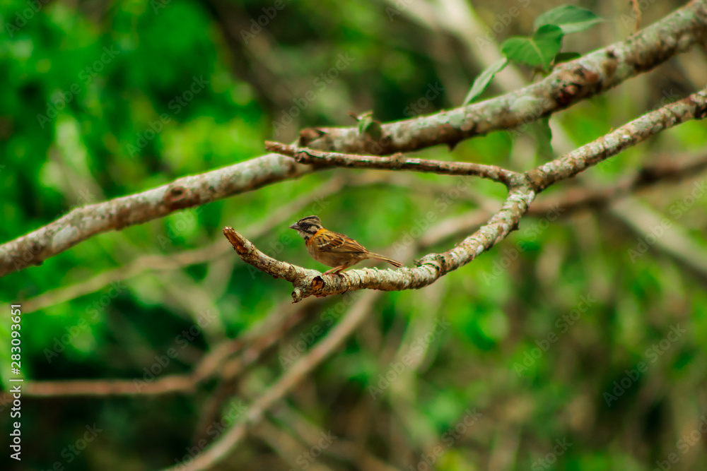 Little chingolo perched on a branch, a bird abundant in the tropic. It is called Little chingolo perched on a branch, a bird abundant in the tropic. It is called