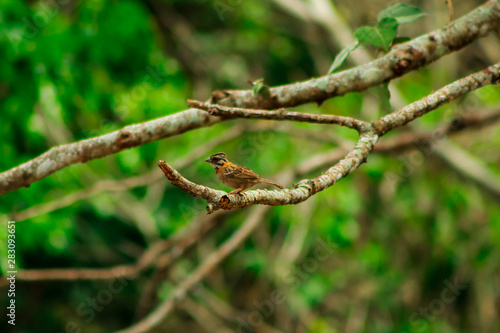Little chingolo perched on a branch, a bird abundant in the tropic. It is called "comemaiz" or "pirris" at Costa Rica, its scientific name is Zonotrichia capensis.
