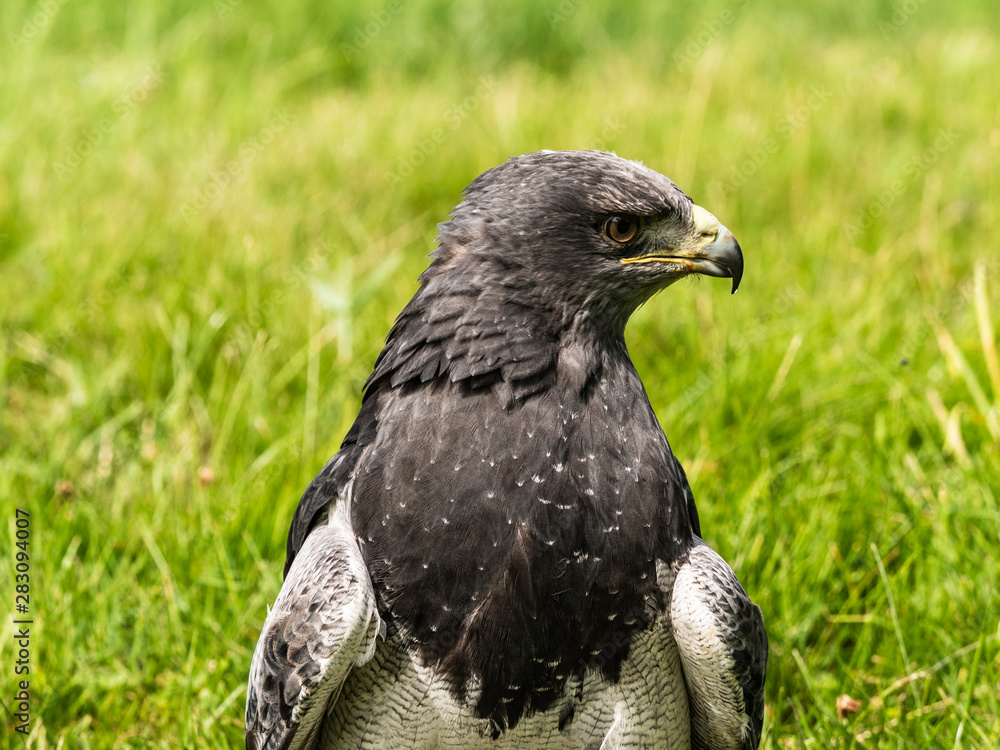 Fototapeta premium Chilean Eagle Buzzard
