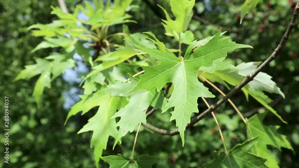 Green maple leaves close up sunny summer day bright green colors Green maple leaves close up sunny summer day bright green colors