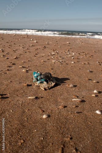Dead dry fish on a seashell beach in Black sea. photo