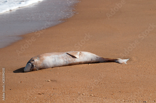 dead Dolphin thrown on beach photo