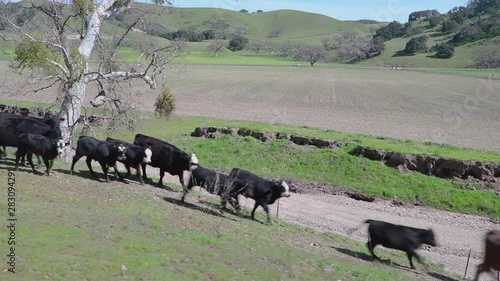Wallpaper Mural The cattle lightly run down a greenly sloped hill to keep up with the rest of the herd Torontodigital.ca