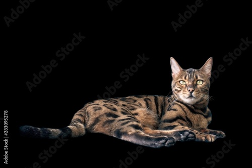 Bengal cat lying down and looking curious at camera. Isolated on black background. © Lightspruch