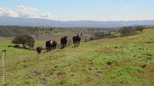 As five cattle stare at the camera pulling back, a horse is revealed and mimics the cattle's gaze photo