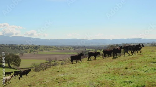 Taking up the left third of the frame, the camera moves through the horse and cowboy focusing on the cattle photo