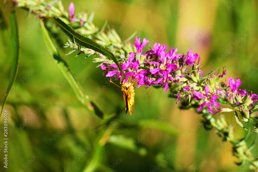 Peck's Skipper butterfly Peck's Skipper butterfly