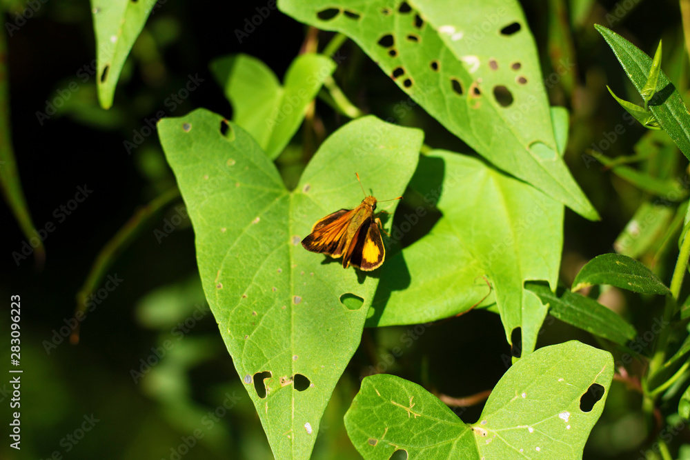 Peck's Skipper butterfly