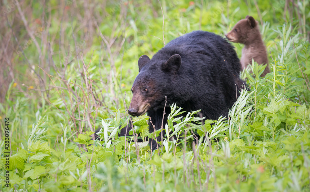 Black bear in the wild