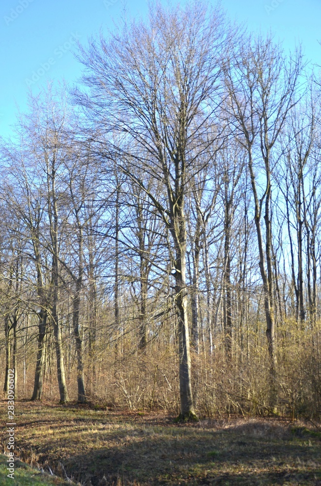 foret 2 foret 2