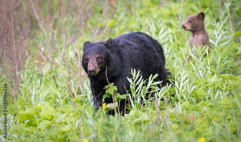 Black bear in the wild