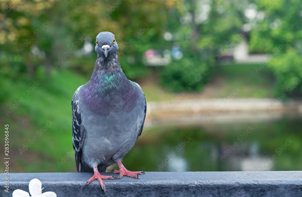 Obraz premium Pigeon sits on a metal railing in a city park.