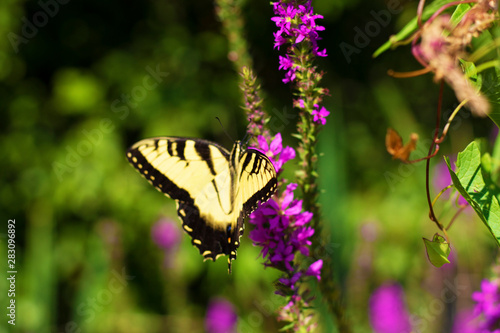Eastern Tiger Swallowtail © Deven