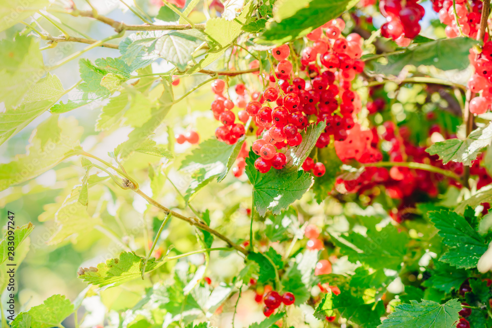 Fototapeta premium Red currant berries and green leaves in the autumn garden on a sunny day