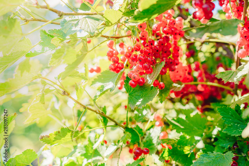 Red currant berries and green leaves in the autumn garden on a sunny day