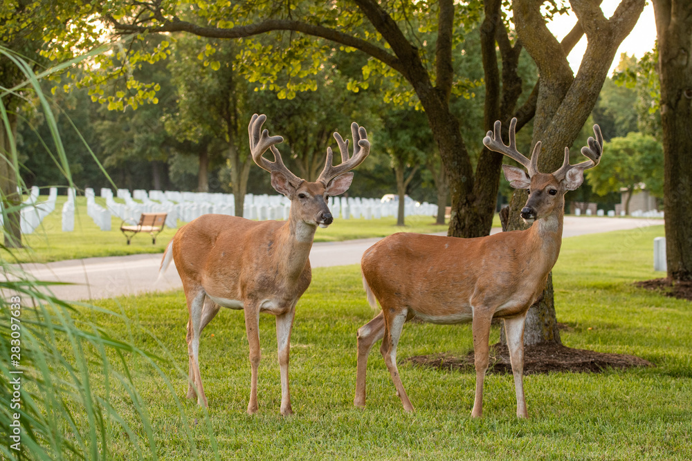 Two white-tailed deer bucks in a park in summer Two white-tailed deer bucks in a park in summer