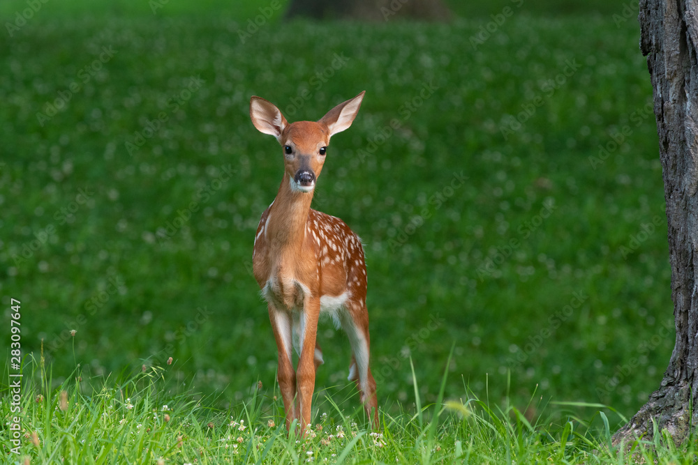 Fototapeta premium white-tailed deer fawn in late evening
