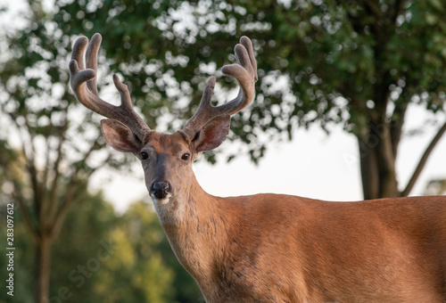 Fotografia, Obraz White-tailed deer buck with velvet antlers