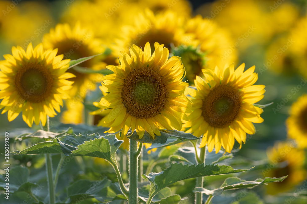 Obraz premium Sunflowers in a field