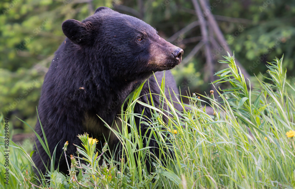 Fototapeta premium Black bear in the wild