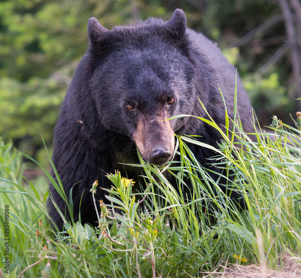 Fototapeta premium Black bear in the wild