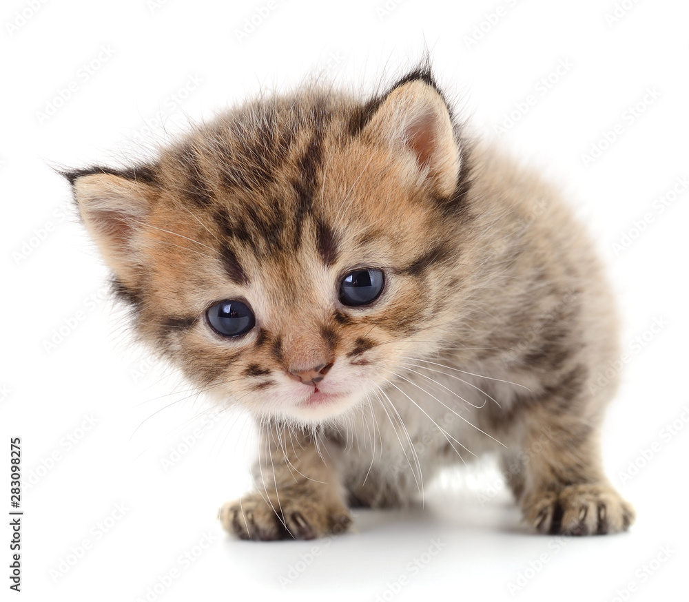 Obraz premium Kitten on white background.