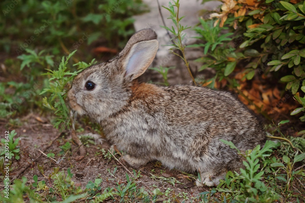 Domesticated rabbit in the yard Domesticated rabbit in the yard