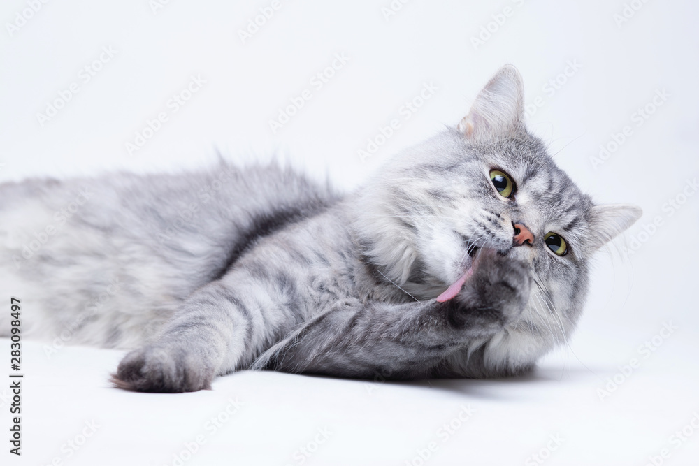Funny large longhair gray tabby cute kitten with beautiful big blue eyes. Lovely fluffy cat lying and licking his paws on grey background.