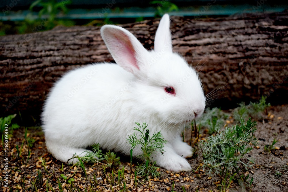 Domesticated rabbit in the yard Domesticated rabbit in the yard