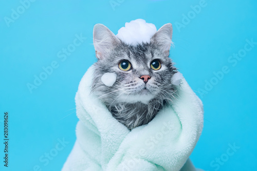 Fototapeta Funny wet gray tabby cute kitten after bath wrapped in green towel with big eyes