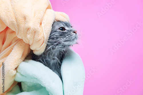 Funny smiling wet gray tabby cute kitten in green bathrobe after bath. Just washed lovely fluffy cat with yellow towel around his head on pink background. © KDdesignphoto
