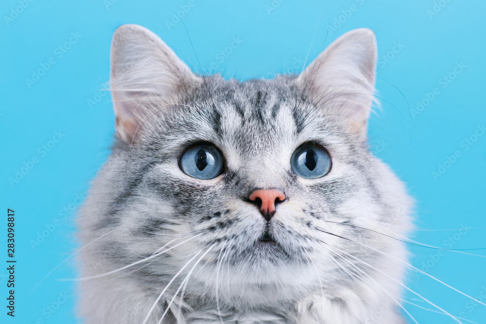 Funny smiling gray tabby cute kitten with blue eyes. Portrait of lovely fluffy cat.