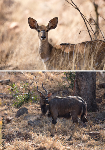 Nyala couple portrait of tragelaphine antelope photo