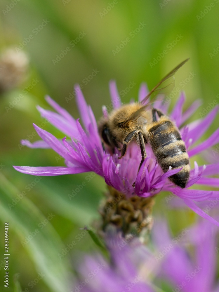 Cornflower, like other cornflowers, is an excellent nectarodic and pylodary plant and blooms long until autumn. Cornflower, like other cornflowers, is an excellent nectarodic and pylodary plant and blooms long until autumn.