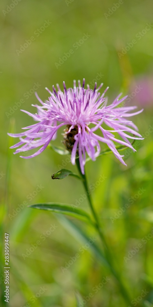 Cornflower, like other cornflowers, is an excellent nectarodic and pylodary plant and blooms long until autumn. Cornflower, like other cornflowers, is an excellent nectarodic and pylodary plant and blooms long until autumn.