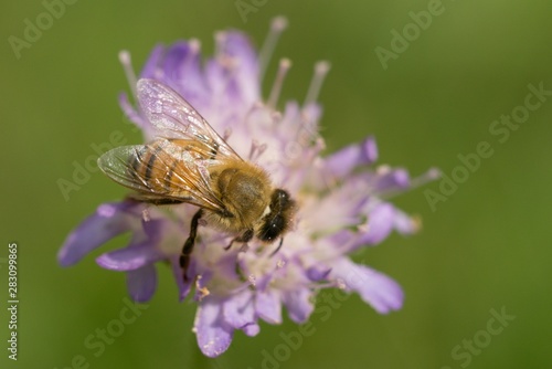 Bee working on flower collects nectar in a summer meadow. © venars.original