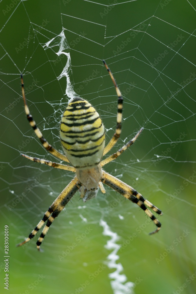 Crusader striped (Argiope bruennichi) is native to subtropical poisonous spider in the Mediterranean region Crusader striped (Argiope bruennichi) is native to subtropical poisonous spider in the Mediterranean region