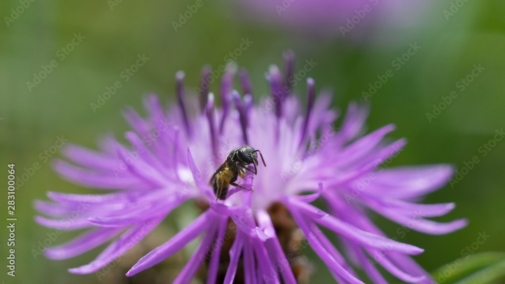 Cornflower, like other cornflowers, is an excellent nectarodic and pylodary plant and blooms long until autumn. Cornflower, like other cornflowers, is an excellent nectarodic and pylodary plant and blooms long until autumn.
