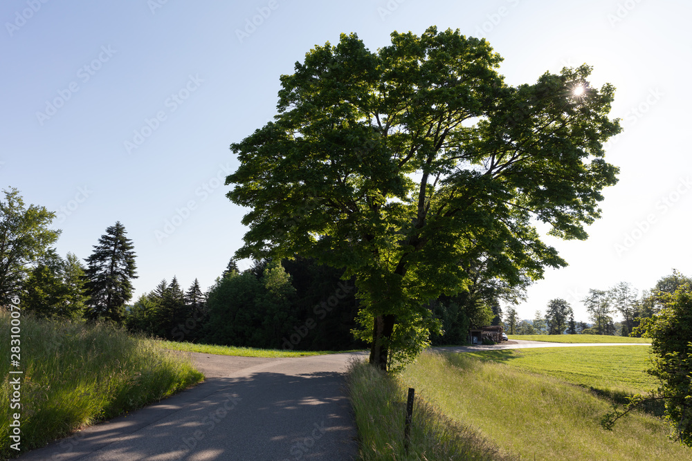 large single tree right next to road with long shade in back light 50 megapixel large single tree right next to road with long shade in back light 50 megapixel