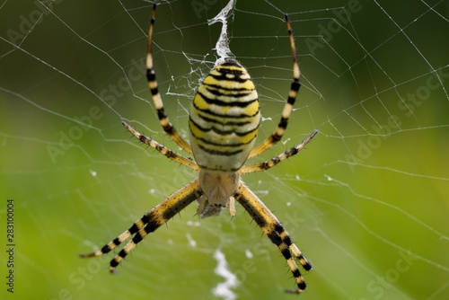 Crusader striped (Argiope bruennichi) is native to subtropical poisonous spider in the Mediterranean region
