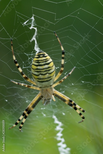 Crusader striped (Argiope bruennichi) is native to subtropical poisonous spider in the Mediterranean region