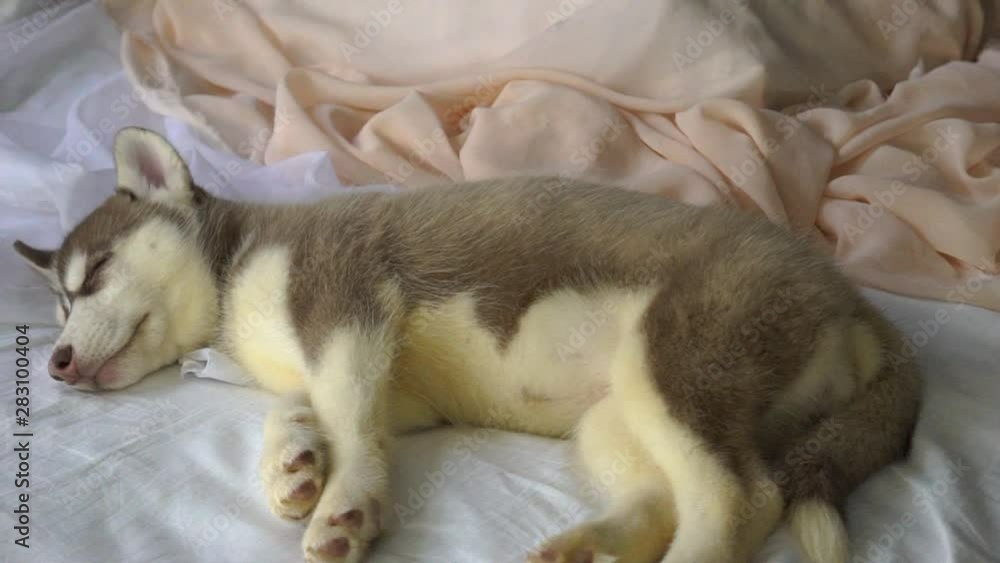 Sleeping Little Husky Puppies In The New Year Holiday. Sleeping Little Husky Puppies In The New Year Holiday.
