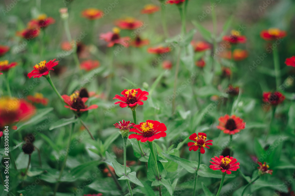 red poppies in a field red poppies in a field