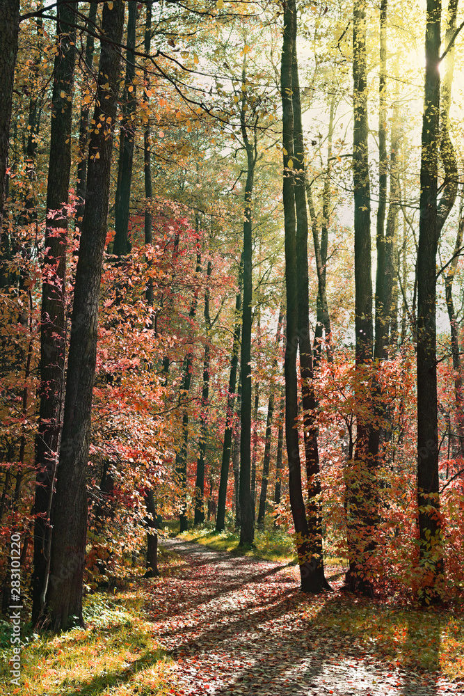 Obraz premium The path in the autumn forest