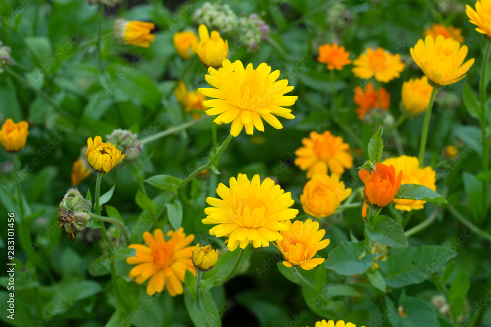 Calendula in garden Calendula in garden