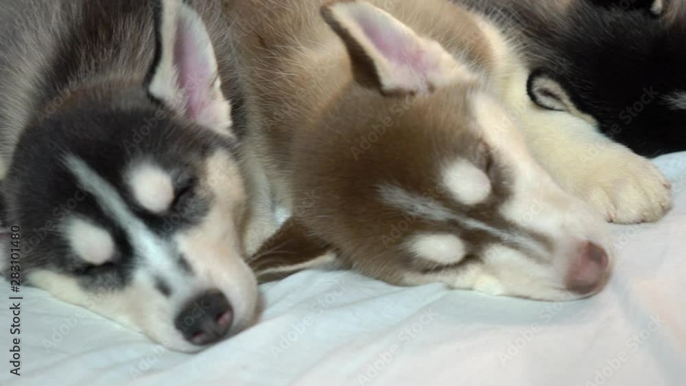 Sleeping Little Husky Puppies In The New Year Holiday. Sleeping Little Husky Puppies In The New Year Holiday.